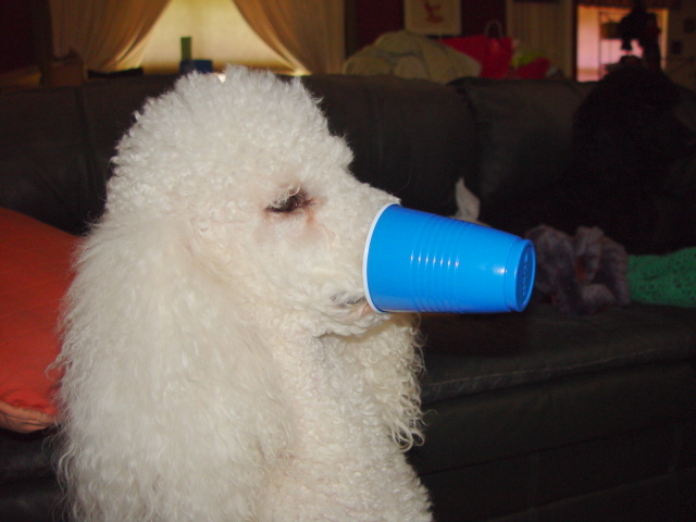 Baxter with a blue cup on nose