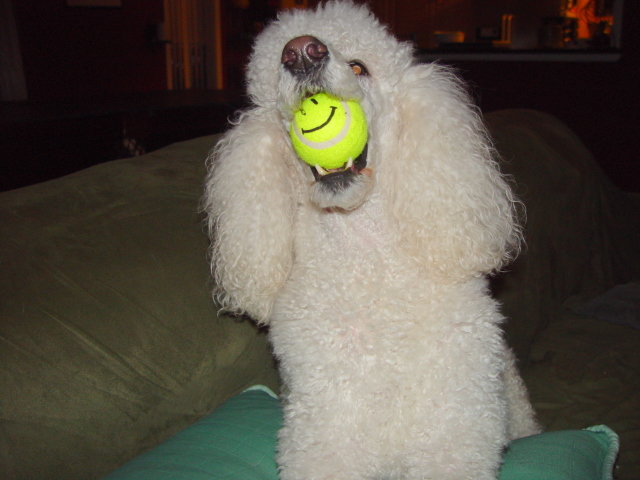 Baxter with smiley tennis ball