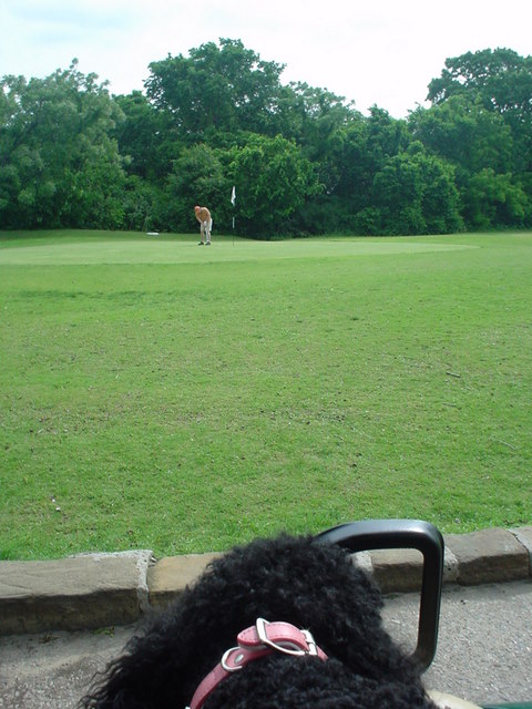 Bridgette watching Dave putt