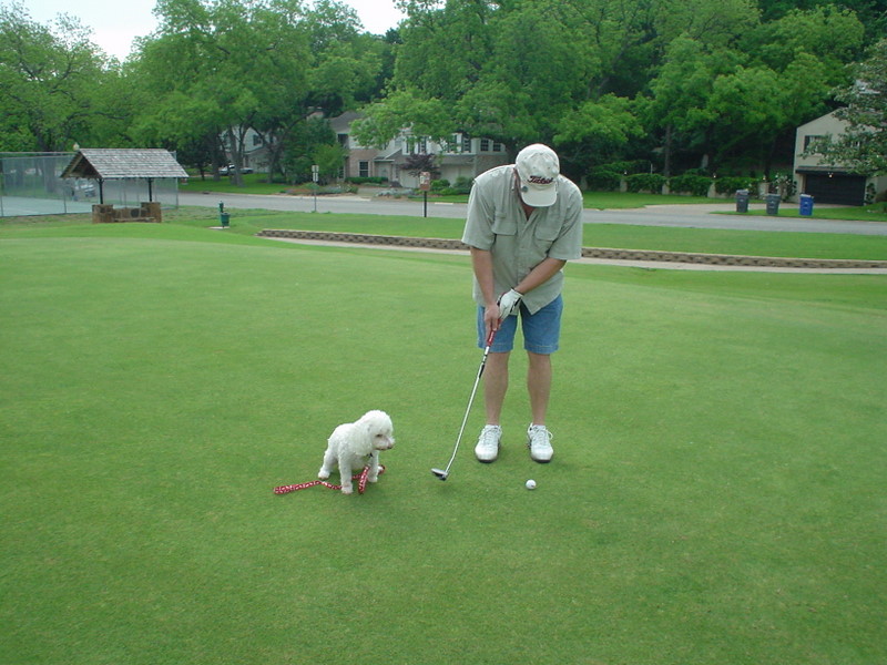 Harold reads a putt