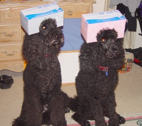 Kleen Poodles