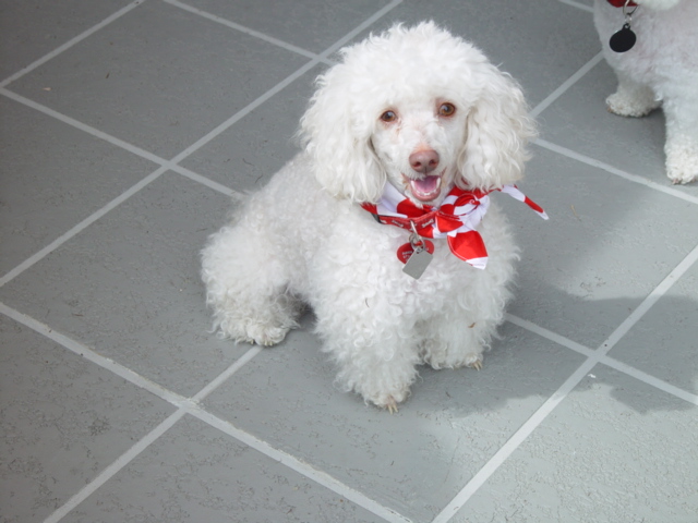 harold at the bichon picnic